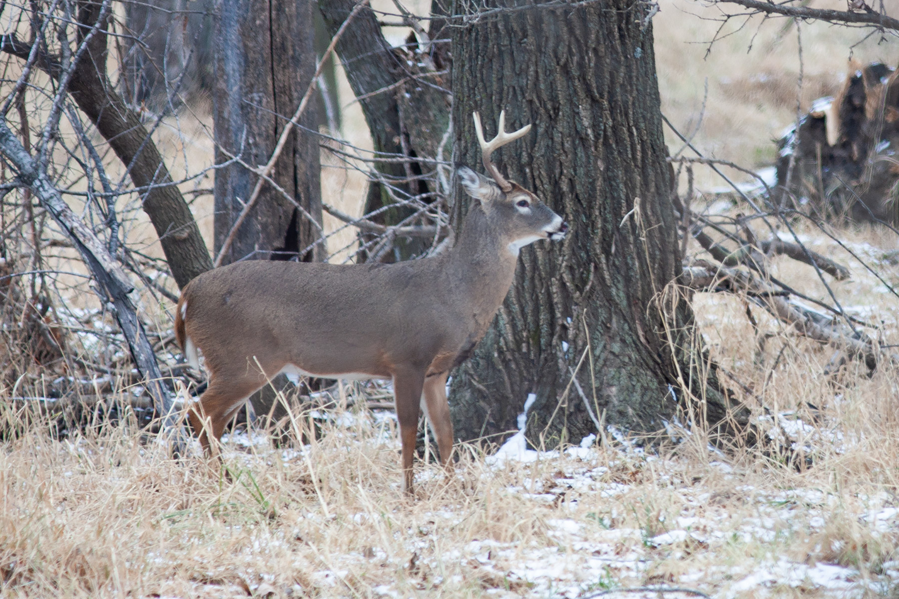 Deer, Squaw Creek NWR, Missouri.  Click for next photo.