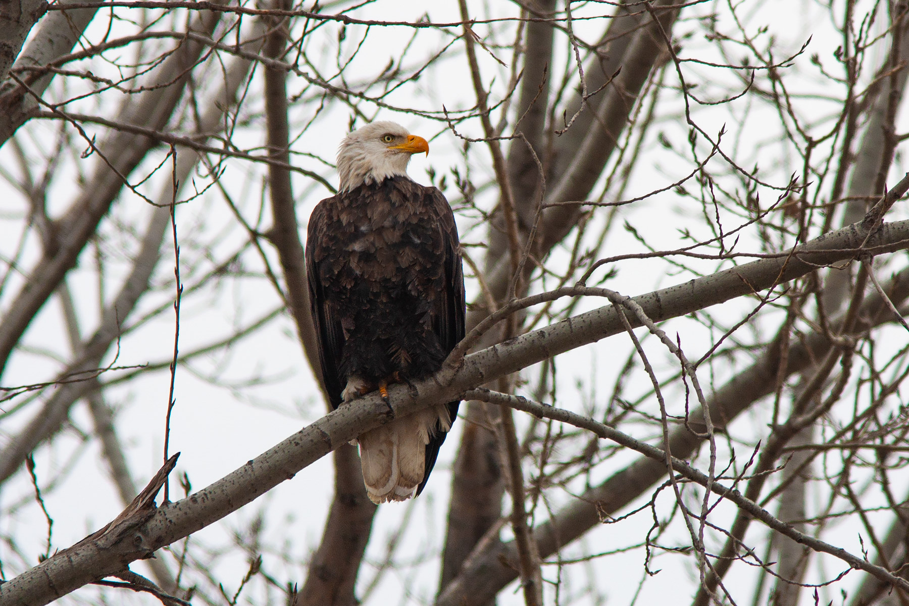 Bald Eagle, Squaw Creek NWR, Missouri.  Click for next photo.
