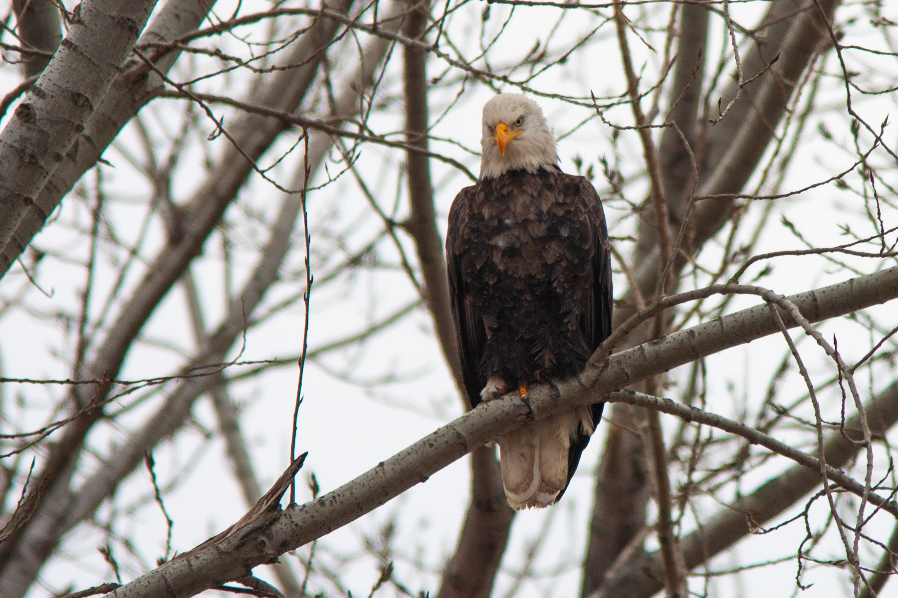 Bald Eagle, Squaw Creek NWR, Missouri.  Click for next photo.