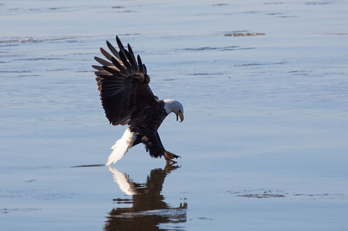 Eagle fishing in the Mississippi