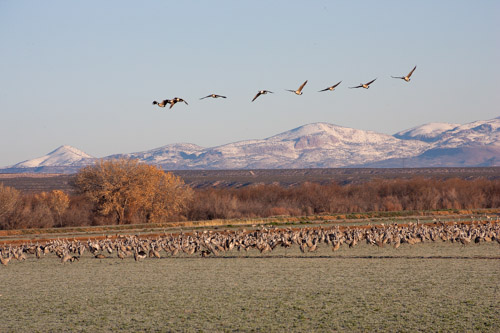 Cranes forage as geese pass overhead, Bosque del Apache.