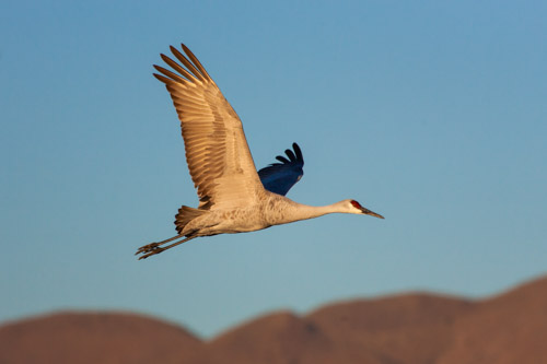 Sandhill crane, Bosque del Apache NWR.