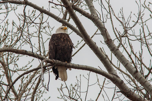 Bald Eagle, Squaw Creek NWR, Missouri.