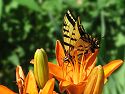 Butterfly on a lilly, Aurora, Colorado.