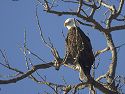 Bald Eagle along the Mississippi River.