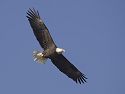 Bald Eagle along the Mississippi River.