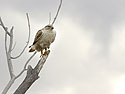 Hawk, perhaps a Southwestern red tail, Bosque del Apache.
