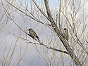 Tree full of flickers (two of four shown here), Bosque del Apache.