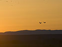 Cranes fly toward the rising run, Bosque del Apache.