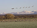 Cranes forage as geese pass overhead, Bosque del Apache.