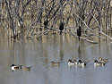 Cormorants watch as ducks swim by, Bosque del Apache.