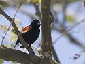 Red-winged Blackbird, Squaw Creek National Wildlife Refuge, Missouri.