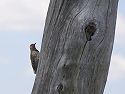 Woodpecker, Squaw Creek NWR, Missouri.