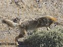 Coyote finds prey hiding in a bush, Death Valley.