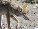 Coyote checks out some road kill in Death Valley.