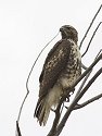 Red-tailed hawk, Bosque del Apache NWR.