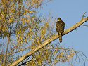 Hawk, I'm guessing broad winged, Bosque del Apache NWR.