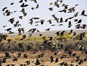 Blackbirds flock, Bosque del Apache NWR.