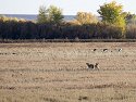 Two coyotes keep an eye on the cranes and geese, Bosque del Apache NWR.