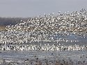 Snow Geese, Squaw Creek NWR, Missouri.