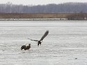 Bald Eagles on the ice, Squaw Creek NWR, Missouri.