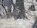 Deer, Squaw Creek NWR, Missouri.