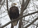 Bald Eagle, Squaw Creek NWR, Missouri.