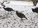 Flock of turkeys in yard.