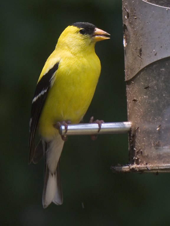 Goldfinch in my backyard. Digiscoped, Televue 85, 40mm eyepiece, Canon G6 camera.  Click for next photo.