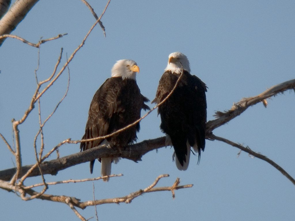 Bald eagles (residents, mates?) near the active nest site, digiscoped, Squaw Creek National Wildlife Refuge, Missouri.  Click for next photo.