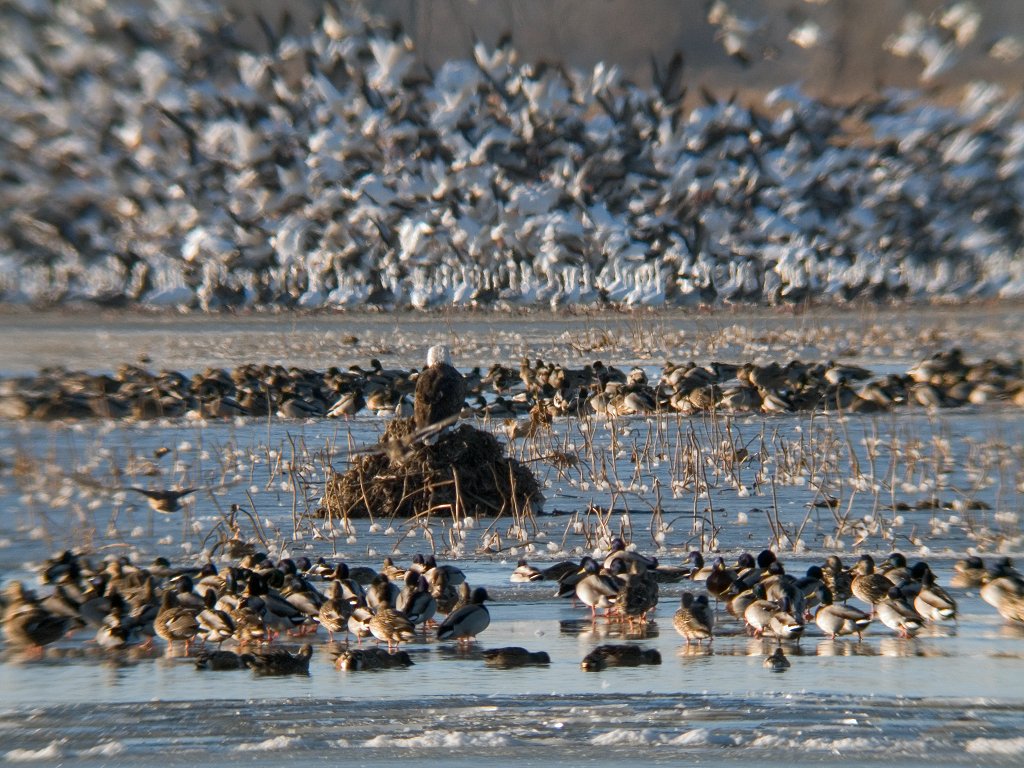 Bald eagle roosts on a muskrat lodge as ducks and geese swarm around, digiscoped, Squaw Creek National Wildlife Refuge, Missouri.  Click for next photo.