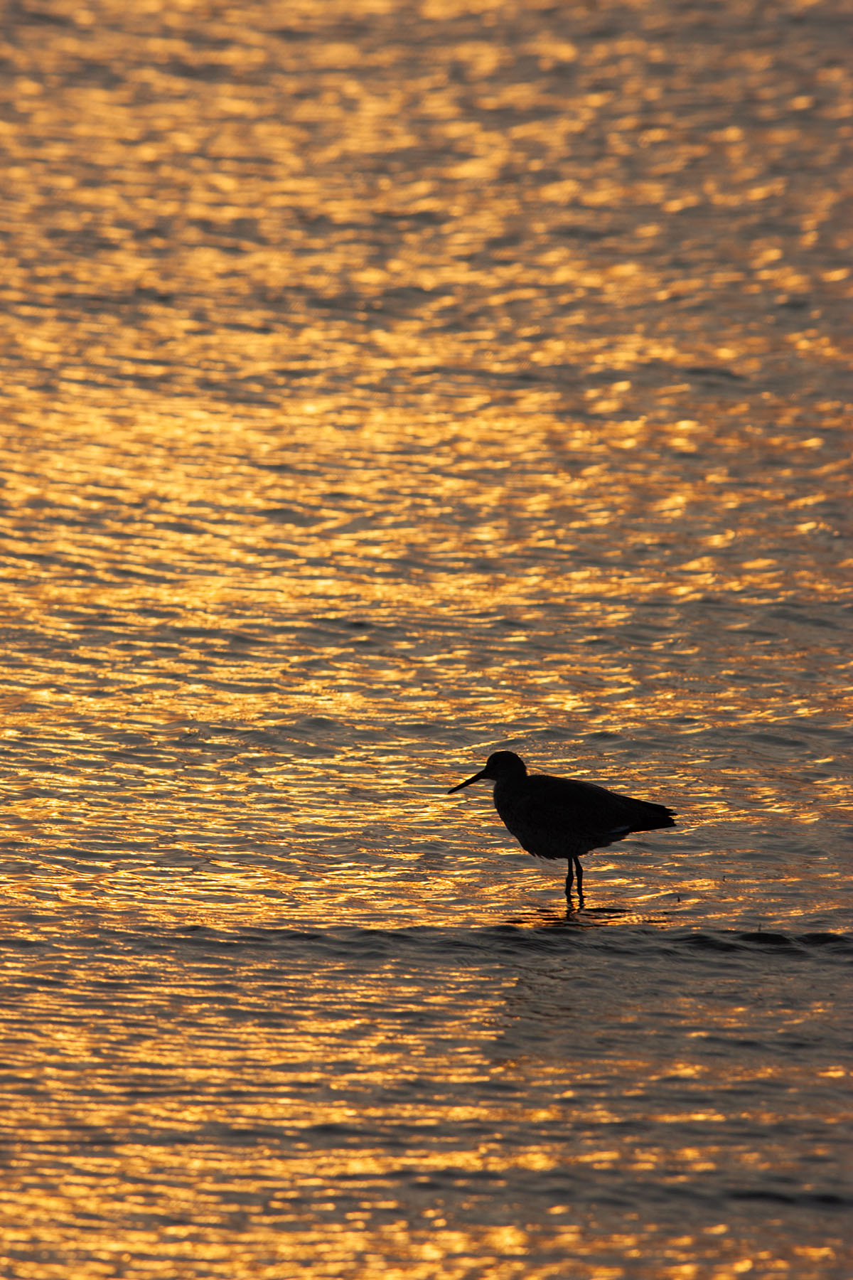 Sunset at Merritt Island NWR, Florida.  Click for next photo.