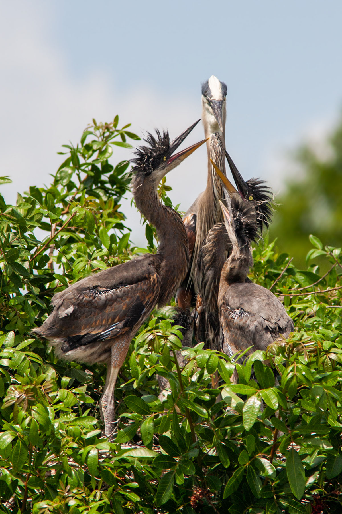 Great Blue Heron nest, Venice, Florida.  Click for next photo.