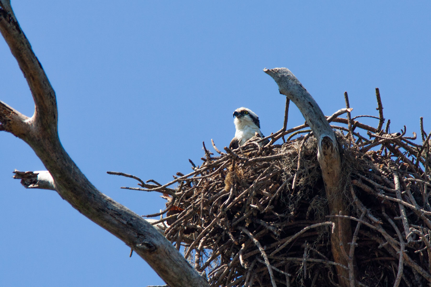 Osprey nest, Honeymoon Island, Florida.  Click for next photo.