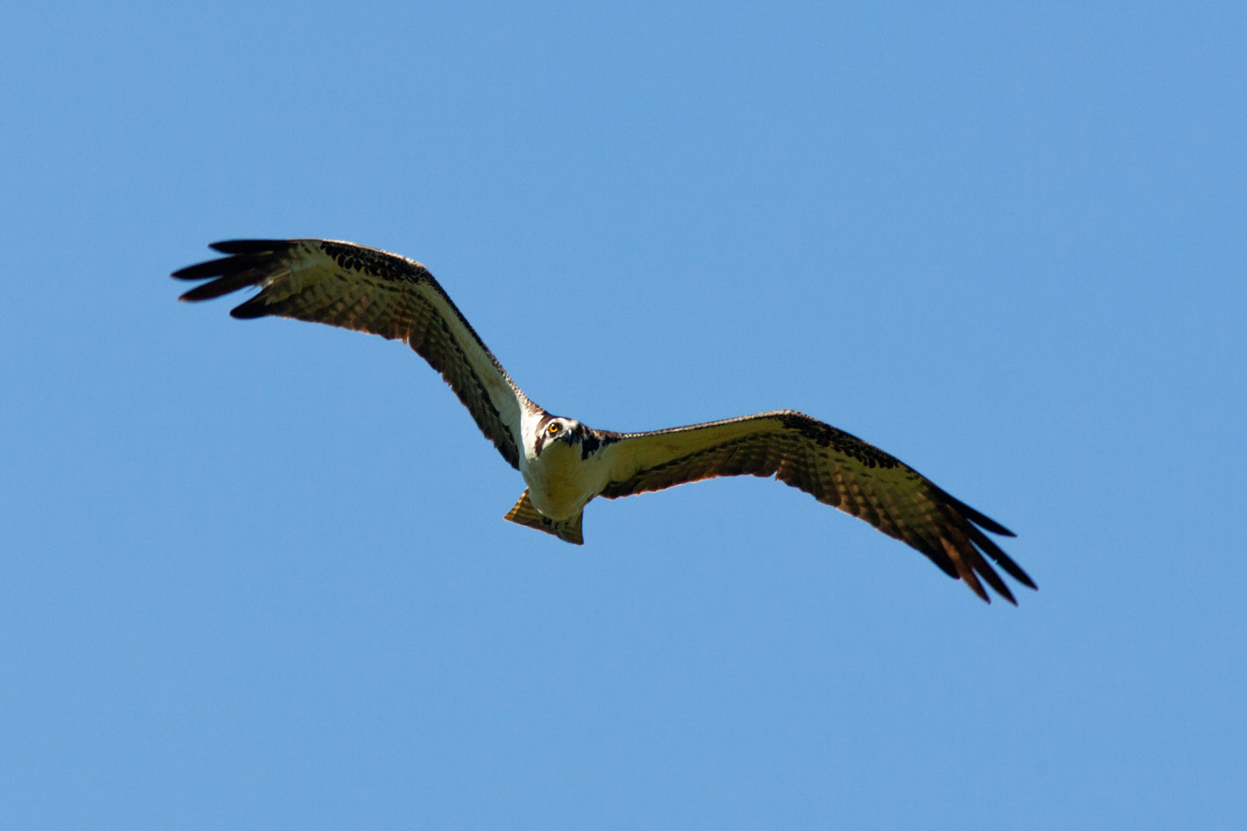 Osprey, Honeymoon Island, Florida.  Click for next photo.