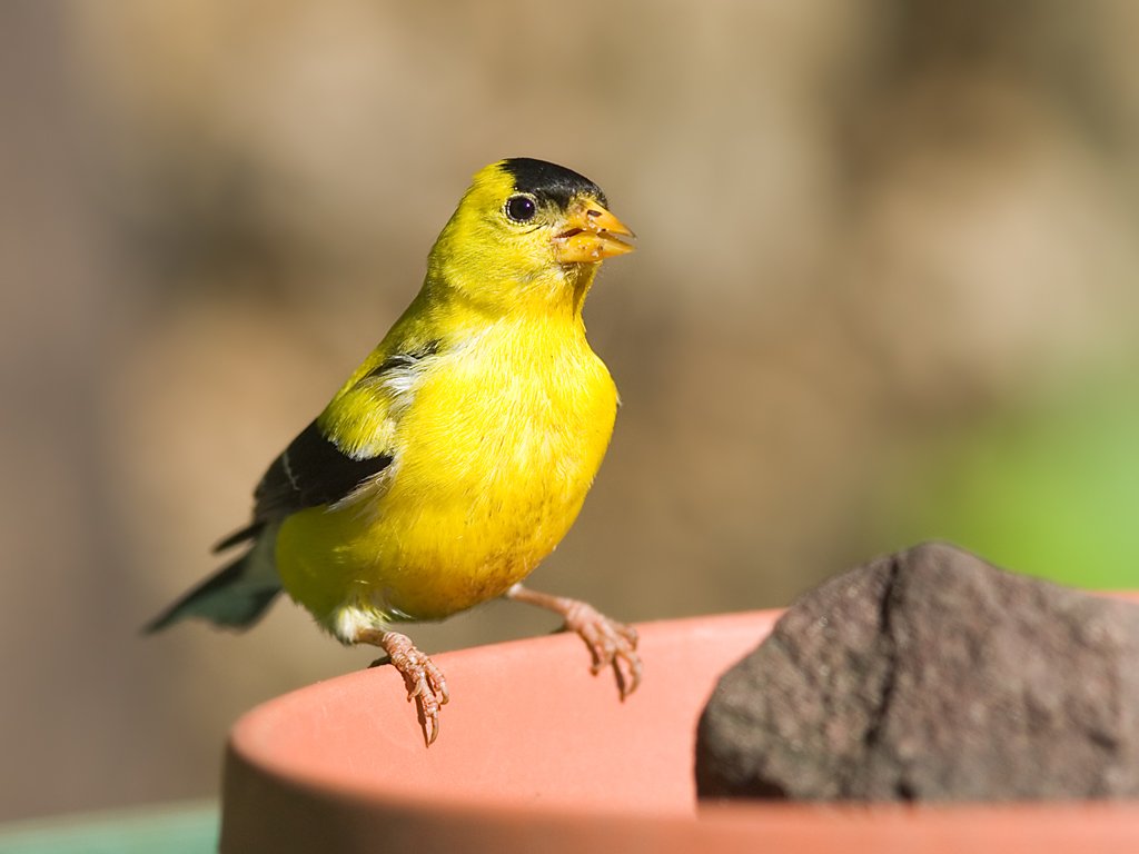 Goldfinch.  Click for next photo.