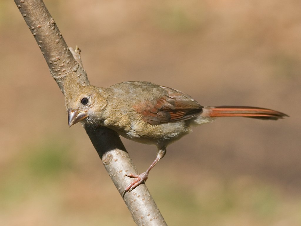 Juvenile cardinal.  Click for next photo.
