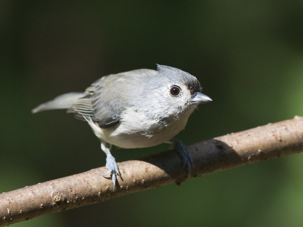 Tufted titmouse.  Click for next photo.