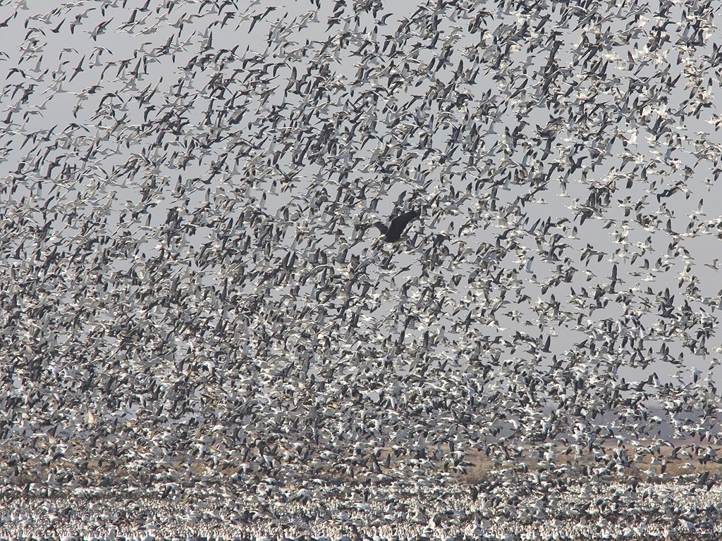 A bald eagle stirs up the snow geese, Squaw Creek National Wildlife Refuge, Missouri.  Click for next photo.
