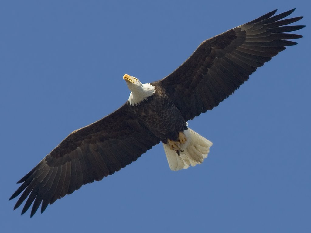 Bald eagle, Squaw Creek National Wildlife Refuge, Missouri.  Click for next photo.