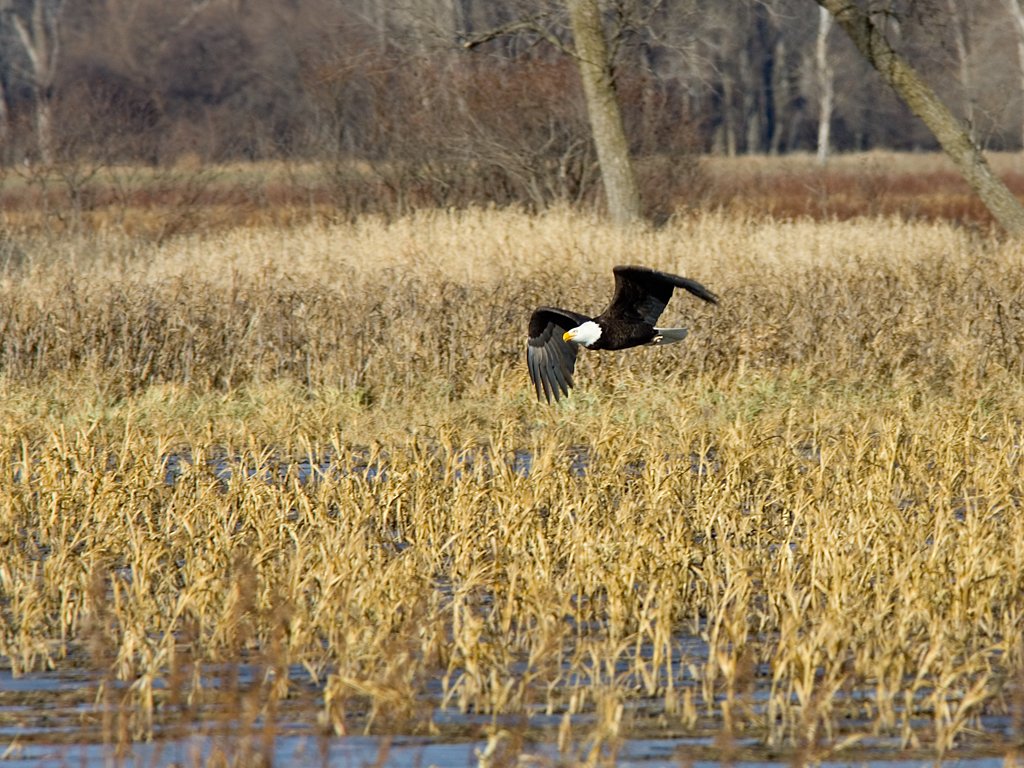 Bald eagle (resident), Squaw Creek National Wildlife Refuge, Missouri.  Click for next photo.