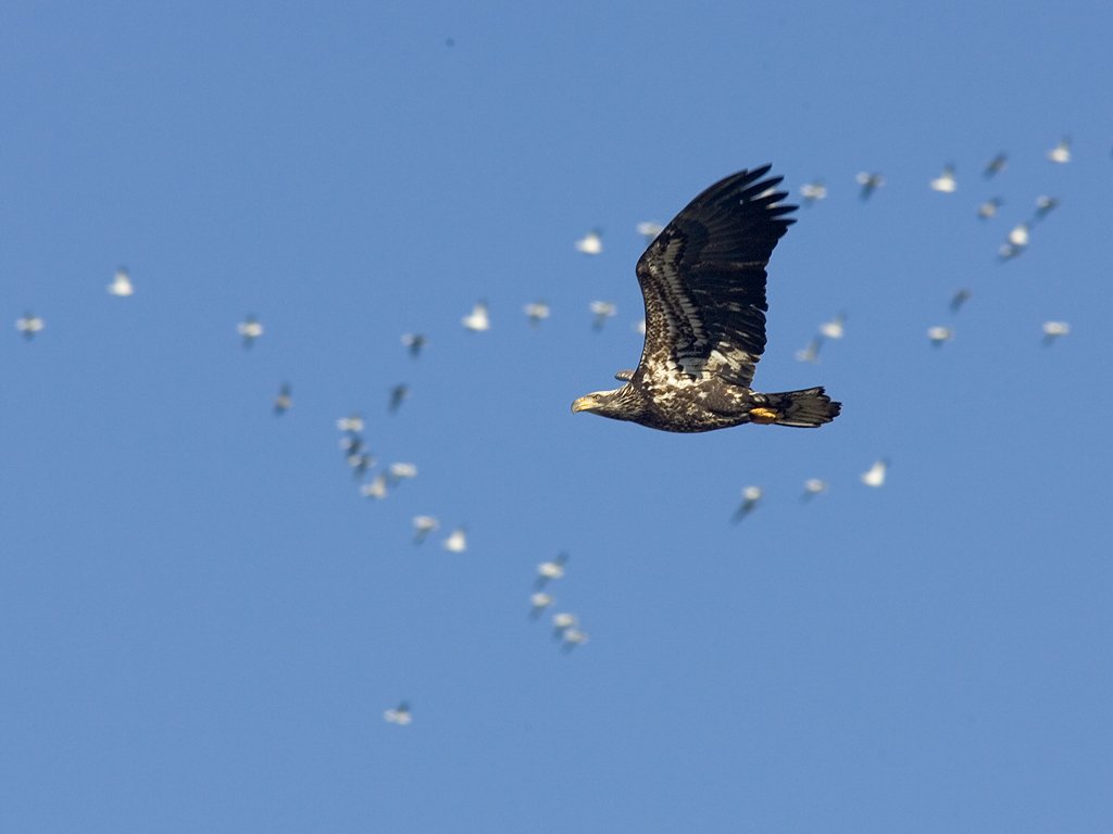 Juvenile bald eagle with geese in the background, Squaw Creek National Wildlife Refuge, Missouri.  Click for next photo.