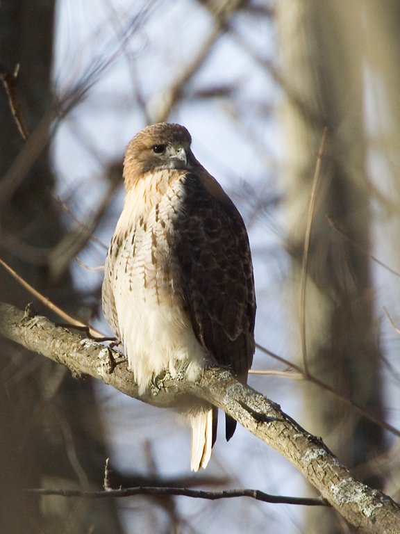 Red-tailed hawk in the woods near my yard.  Click for next photo.