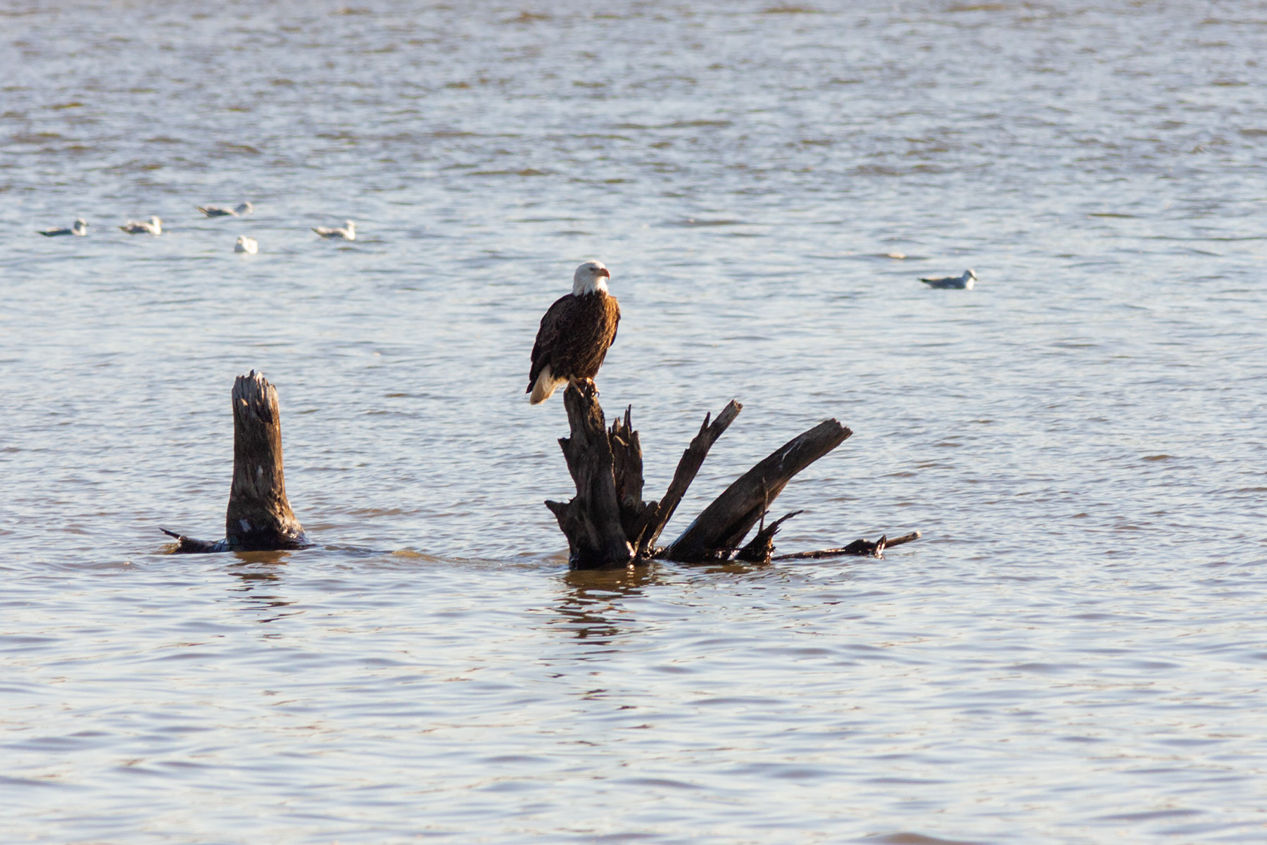 Bald Eagle in the Mississippi River, Fort Madison, Iowa.  Click for next photo.