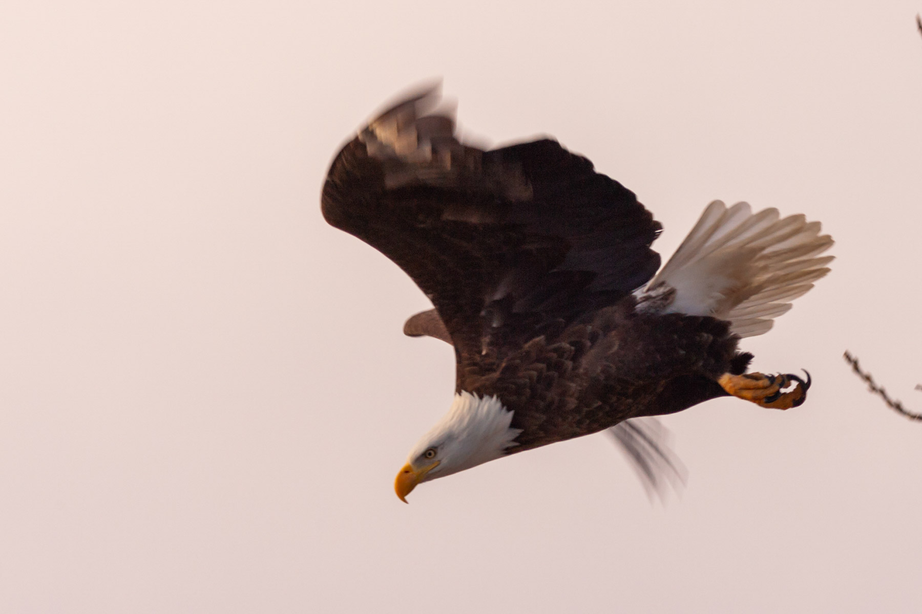 Bald Eagle along the Mississippi River.  Click for next photo.