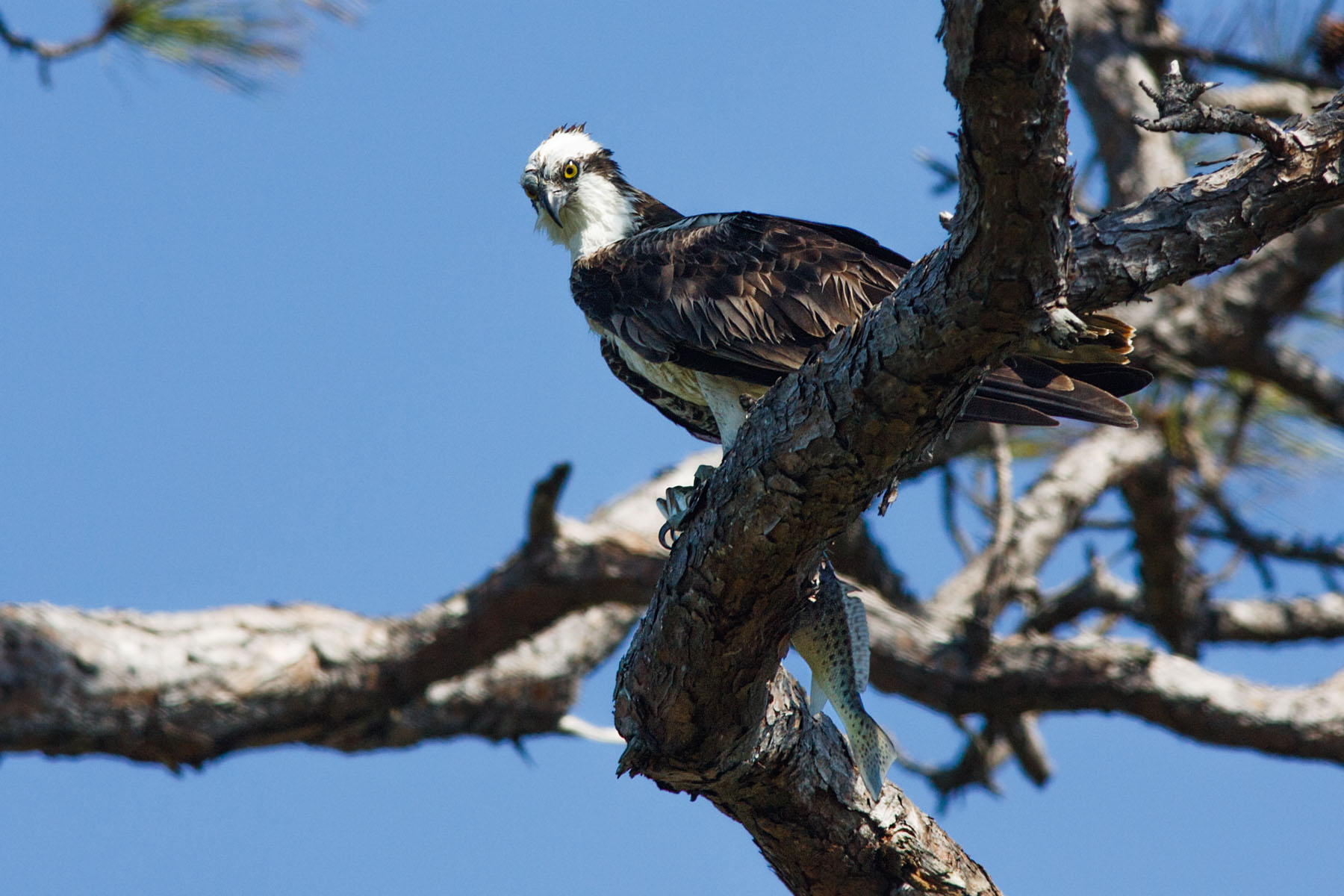 Osprey with a fish, Honeymoon Island, Florida.  Click for next photo.