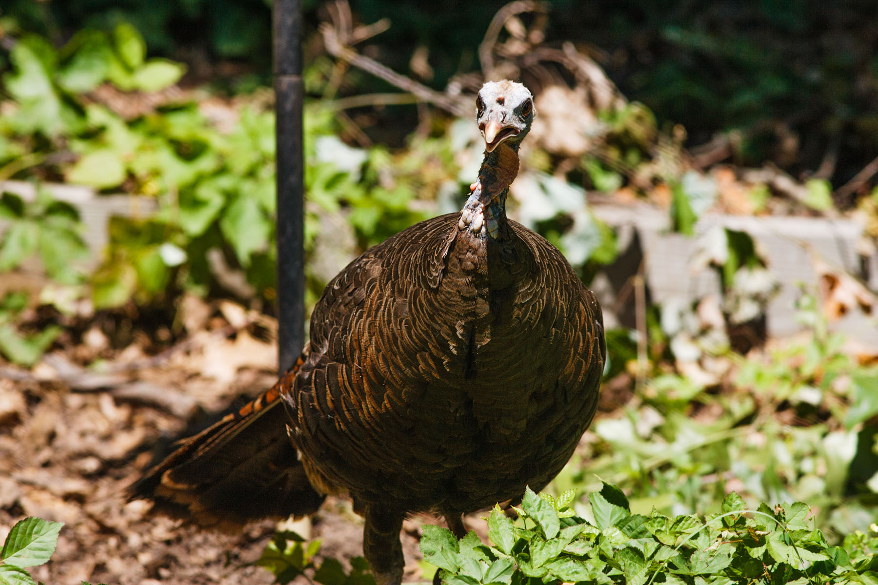 Turkeys in my back yard.  Click for next photo.