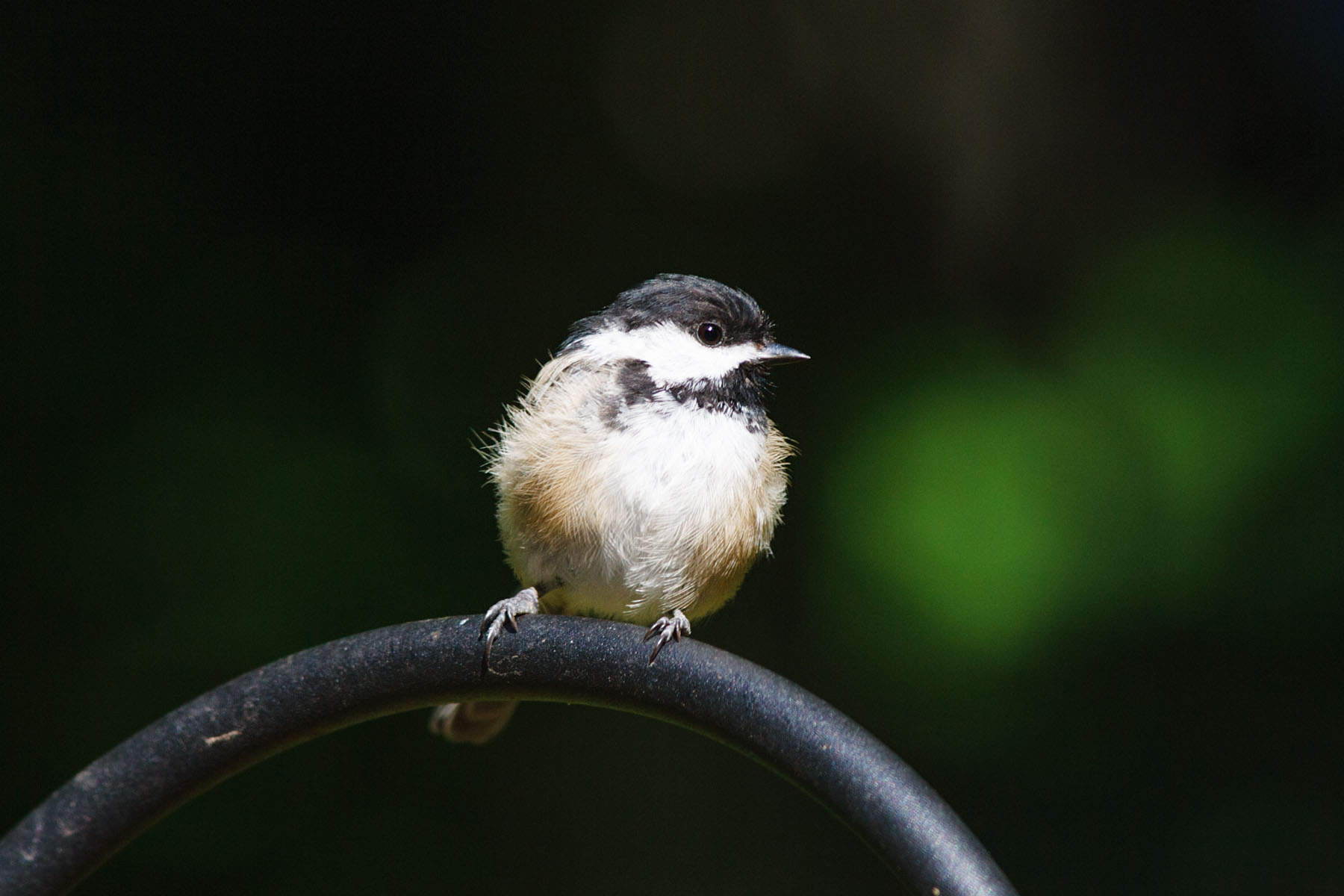 Backyard chickadee.  Click for next photo.