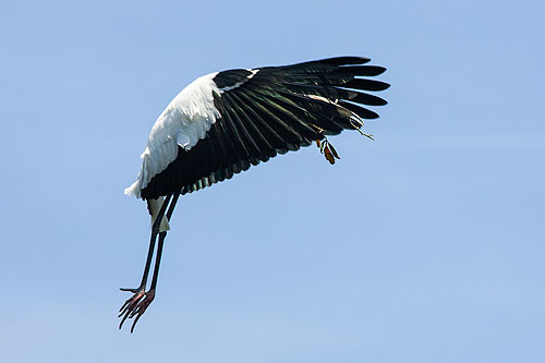 Wood stork.  Click here if the image is not visible.