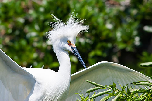 Snowy Egret, St. Augustine Alligator Farm.